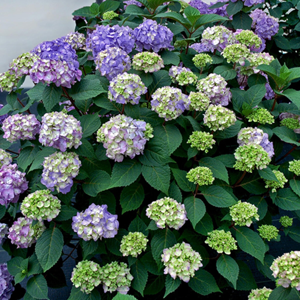 Hydrangea macrophylla Bloomstruck Endless Summer Big Leaf Hydrangea ...