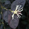 Loropetalum Chinense Ruby Snow Fringe Flower