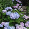 Hydrangea Macrophylla Blue Enchantress Big Leaf Hydrangea Premium 10 gal. Container