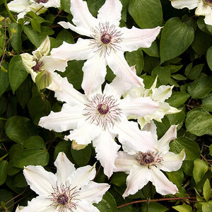 Clematis Vancouver Fragrant Star Clematis
