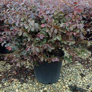 Loropetalum Chinense Carolina Midnight Fringe Flower