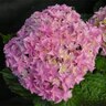 Hydrangea Macrophylla Double Delights Perfection Big Leaf Hydrangea