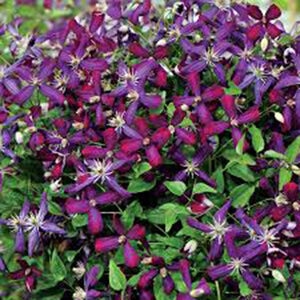 Clematis Sweet Summer Love Clematis