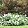 Spiraea Media Double Play Blue Kazoo Proven Winners Spirea 3 gal. Container
