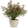 Physocarpus Opulifolius Coppertina Proven Winners Ninebark 2 gal. Container