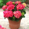 Hydrangea Macrophylla Forever & Ever Red Sensation Big Leaf Hydrangea