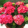 Hydrangea Macrophylla Forever & Ever Red Sensation Big Leaf Hydrangea