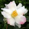 Camellia Sasanqua Yoi Machi Camellia