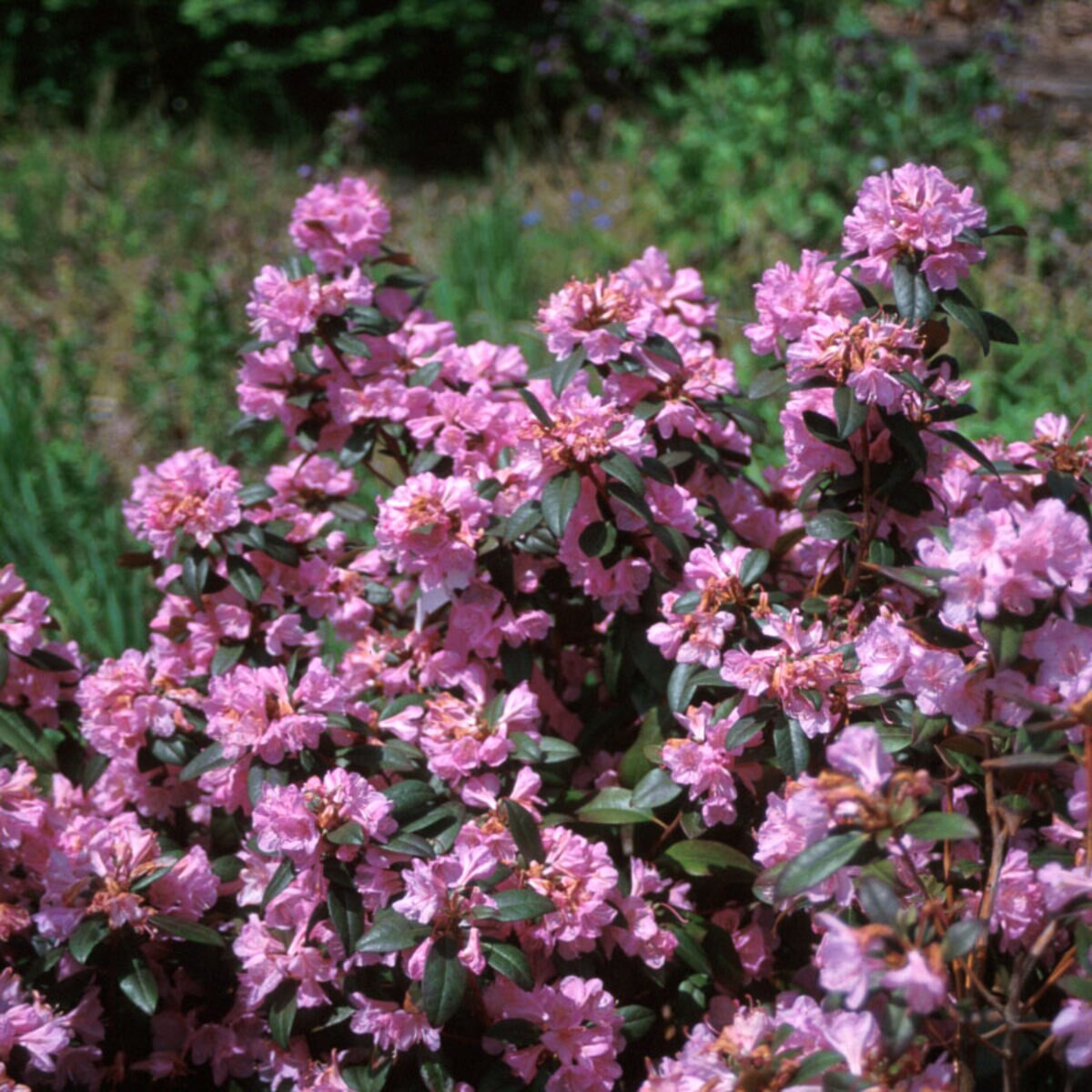 Rhododendron X Weston's Aglo Rhododendron | SiteOne US