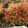 Weigela Florida My Money Sunset Weigela