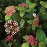 Viburnum Tinus Shades of Pink Laurustinus