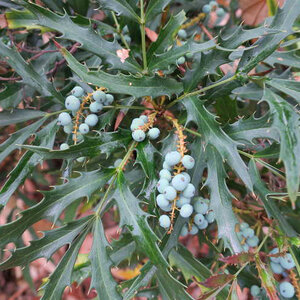 Mahonia X Beijing Beauty Oregon Grape