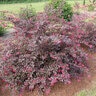Loropetalum Chinense var. Rubrum Sparkling Sangria Fringe Flower