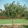 Malus X Dolgo Crabapple 2 in. Caliper Ball and Burlap