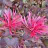 Loropetalum Chinense var. Rubrum Sparkling Sangria Fringe Flower