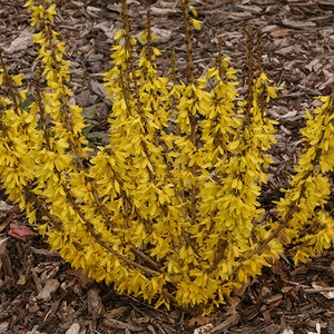 Forsythia X Show Off Sugar Baby Forsythia