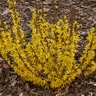 Forsythia X Show Off Sugar Baby Forsythia