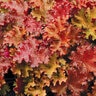 Heuchera X Crisp Peach Crisp Coral Bells