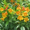 Tecoma Stans Sparklette Esperanza