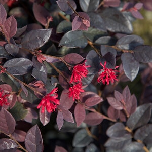 Loropetalum Chinense Shang-Red Red Diamond Fringe Flower