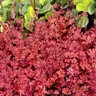 Heuchera X Crisp Peach Crisp Coral Bells