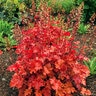 Heuchera X Crisp Peach Crisp Coral Bells