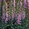 Digitalis Purpurea Camelot Lavender Foxglove 1 gal. Container