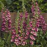 Digitalis Purpurea Camelot Rose Foxglove 1 gal. Container