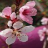 Prunus Persica Bonfire Dwarf Peach Tree Form Standard 10 gal. Container