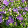 Stokesia Laevis Peachies Pick Stokes Aster 1 gal. Container