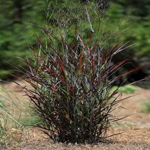 Panicum Virgatum Hot Rod Switch Grass