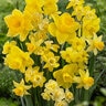 Narcissus Bulb All Season Amsterdam Mixture Daffodil 75 Count Bag