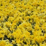 Narcissus Bulb All Season Amsterdam Mixture Daffodil 75 Count Bag