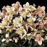 Helleborus X Ballardiae Gold Collection HGC Maestro Lenten Rose 2 gal. Container