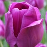 Tulipa Bulb Triumph Negrita Tulip