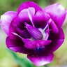 Tulipa Bulb Triumph Negrita Tulip