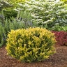 Taxus X Media Hubers Tawny Gold Yew 5 gal. Container