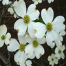Cornus Florida Jeans Appalachian Snow Dogwood 2 in. Caliper Ball and Burlap