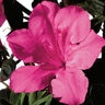 Rhododendron X Autumn Sangria Encore Azalea 3 gal. Container