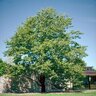 Liriodendron Tulipifera Tulip Tree 15 gal. Container