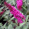 Buddleia Davidii Royal Red Butterfly Bush 5 gal. Container