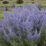 Perovskia Atriplicifolia Denim N Lace Proven Winners Russian Sage 2 gal. Container