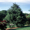 Cedrus Atlantica Fastigiata Fastigiate Atlas Cedar 48 in. Height Ball and Burlap
