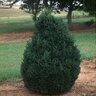 Buxus X Green Mountain Boxwood 18 in. Height Ball and Burlap