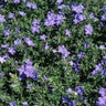 Lithodora Diffusa Grace Ward Gromwell 1 gal. Container