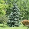 Cedrus Deodara Karl Fuchs Deodar Cedar 6 ft. Height Ball and Burlap