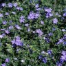 Lithodora Diffusa Grace Ward Gromwell SP4 Container