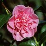 Camellia Japonica Marie Bracey Camellia 3 gal. Container