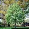 Tilia Tomentosa Silver Linden 2.5 in. Caliper Ball and Burlap