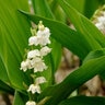 Convallaria Majalis Bordeaux Lily Of The Valley